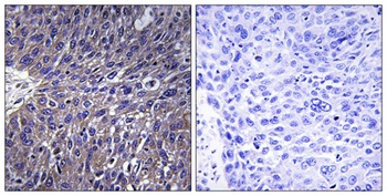 USP50 rabbit pAb Antibody