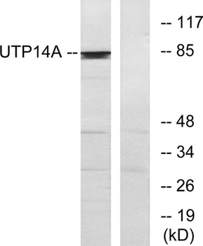 UTP14A rabbit pAb