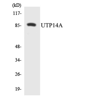 UTP14A rabbit pAb