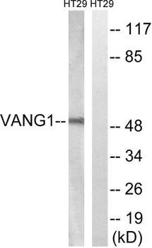 Vangl1 antibody