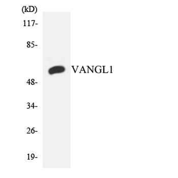 Vangl1 antibody