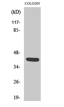Vasohibin rabbit pAb Antibody