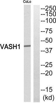 Vasohibin rabbit pAb Antibody
