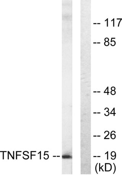 VEGI antibody