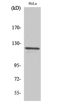 Vinculin rabbit pAb