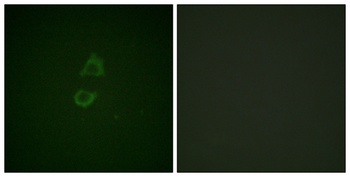 Vinculin rabbit pAb