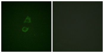 Vinculin antibody