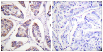 Vinculin rabbit pAb