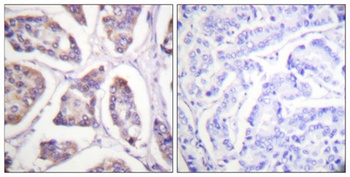 Vinculin antibody