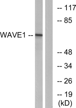 WAVE1 antibody