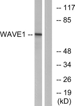 WAVE1 rabbit pAb