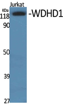 WDHD1 rabbit pAb Antibody