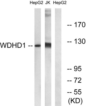 WDHD1 rabbit pAb