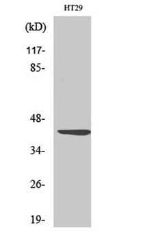 Wnt-1 rabbit pAb