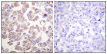 Wnt-1 rabbit pAb