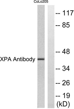 XPA rabbit pAb