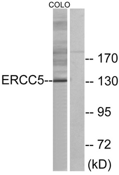 XPG antibody