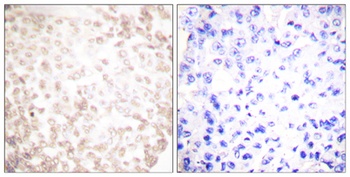 XRCC1 rabbit pAb