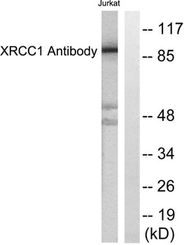 XRCC1 rabbit pAb