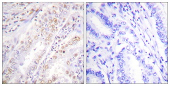 XRCC2 antibody