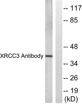 XRCC3 rabbit pAb