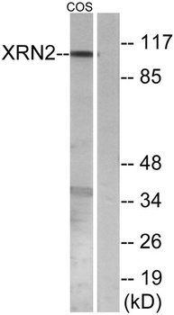 XRN2 rabbit pAb