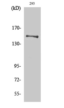 YEATS2 rabbit pAb Antibody