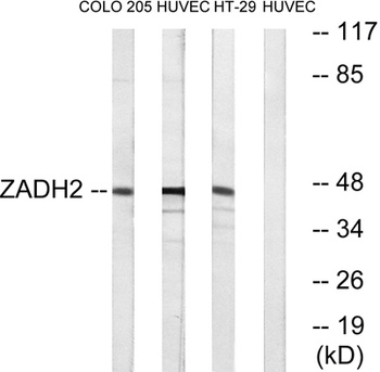 ZADH2 antibody