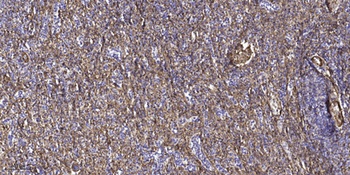 ZAR1 antibody