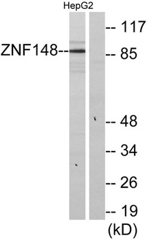 ZBP-89 rabbit pAb