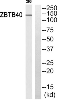 ZBTB40 antibody