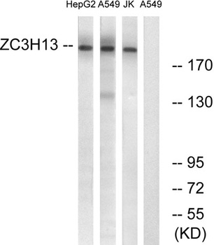 ZC3H13 rabbit pAb