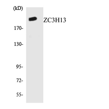 ZC3H13 rabbit pAb
