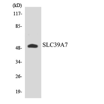 ZIP7 antibody