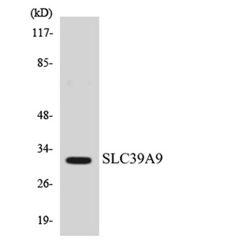 ZIP9 antibody