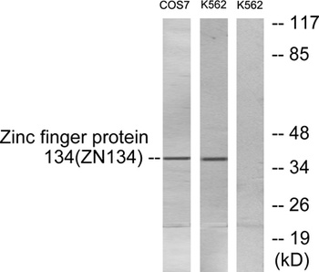 ZNF134 rabbit pAb