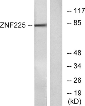 ZNF225 rabbit pAb