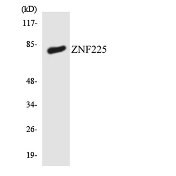 ZNF225 rabbit pAb