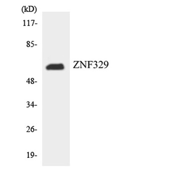 ZNF329 antibody