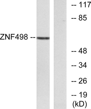 ZNF498 rabbit pAb