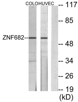 ZNF682 rabbit pAb