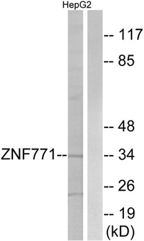 ZNF771 rabbit pAb
