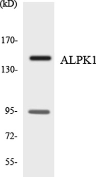 alpha-protein Kinase 1 antibody