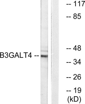 β-1,3-Gal-T4 rabbit pAb