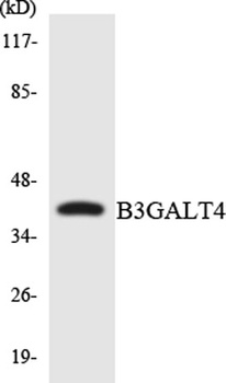 beta-1,3-Gal-T4 antibody