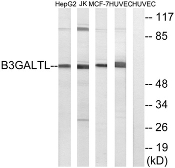 beta-1,3-Gal-TL antibody