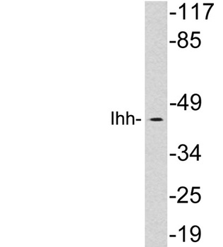 Ihh antibody