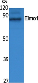 Elmo1 rabbit pAb Antibody