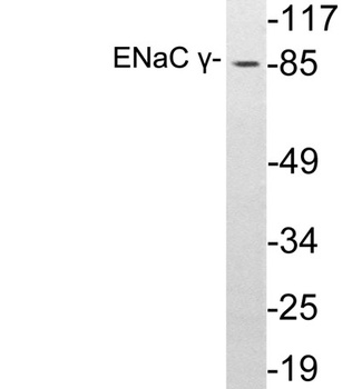 ENaC gamma antibody