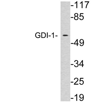 GDI-1 rabbit pAb